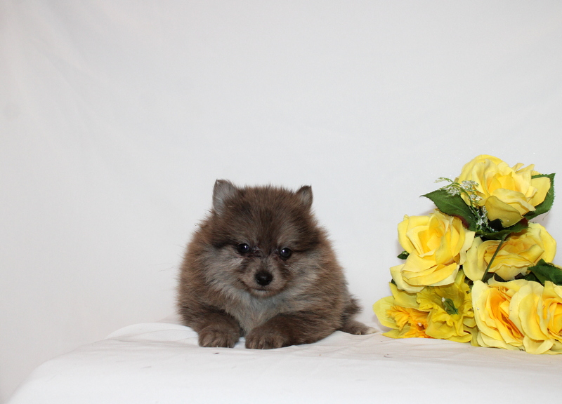 puppy, for, sale, Pomernain, Matthew B. Stoltzfus, dog, breeder, Gap, PA, dog-breeder, puppy-for-sale, forsale, nearby, find, puppyfind, locator, puppylocator, aca